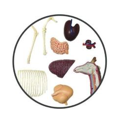 Пазл 4D Master Объемная анатомическая модель Жираф Фото 2