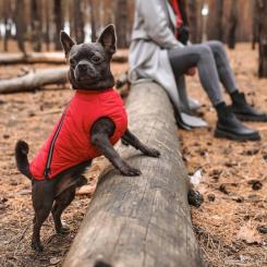 Жилет для животных Pet Fashion "E.Vest" L красный Фото 3