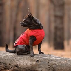 Жилет для животных Pet Fashion "E.Vest" L красный Фото 4