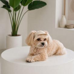 Кепка для животных Pet Fashion Glamor ХS Фото 4