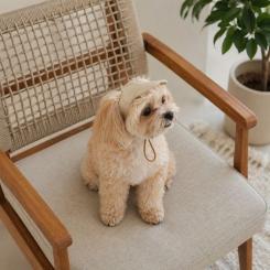 Кепка для животных Pet Fashion Glamor ХS Фото 5
