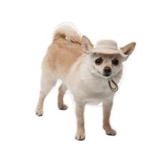 Кепка для животных Pet Fashion Gold XS Фото 4
