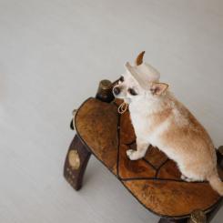 Кепка для животных Pet Fashion Gold XS Фото 5