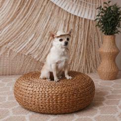 Кепка для животных Pet Fashion Gold XS Фото 6