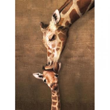 Пазл Eurographics Жирафы материнский поцелуй 100 элементов Фото 1