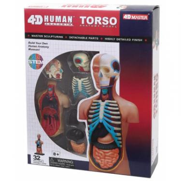 Пазл 4D Master Объемная анатомическая модель Торс человека Фото