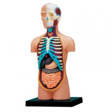 Пазл 4D Master Объемная анатомическая модель Торс человека Фото 1