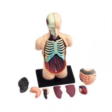 Пазл 4D Master Объемная анатомическая модель Торс человека Фото 2