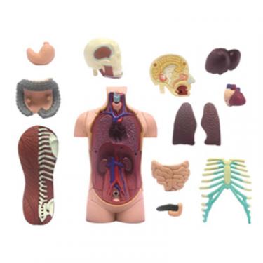 Пазл 4D Master Объемная анатомическая модель Торс человека Фото 3